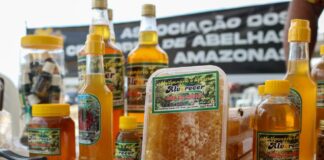 Governo do Amazonas sanciona lei que fortalece a bioeconomia e impulsiona o desenvolvimento sustentável