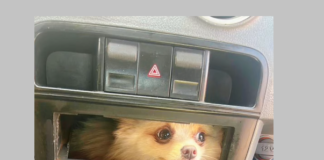 Cachorro fica preso em painel de carro e é resgatado por bombeiros