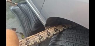 Vídeo: Jiboia é resgatada em motor de carro no bairro Mauazinho, em Manaus