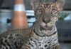 Filhote de onça-pintada ‘Golias’ chega a Manaus após ser resgatado de criação doméstica no Amazonas