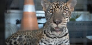 Filhote de onça-pintada ‘Golias’ chega a Manaus após ser resgatado de criação doméstica no Amazonas