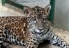 Filhote de onça-pintada resgatado no Amazonas será transferido para zoológico em Santa Catarina