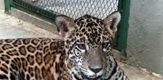 Filhote de onça-pintada resgatado no Amazonas será transferido para zoológico em Santa Catarina