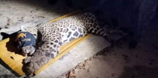 Onça que atacou e matou caseiro é capturada e encaminhada a um centro de reabilitação animal