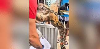 Vídeo: Jiboia é resgatada do forro de uma casa no Japiim, em Manaus