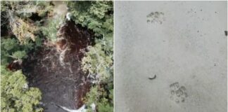 Cachoeira de Presidente Figueiredo é interditada após surgimento de onça