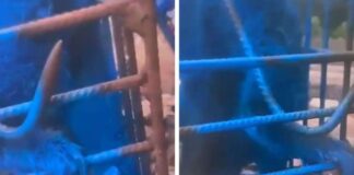 Maus-tratos: homem pinta macaco com tinta azul e responderá na Justiça; veja vídeo