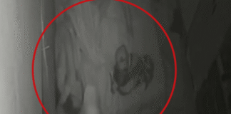 VÍDEO: Marido reage à agressão do invasor à esposa grávida