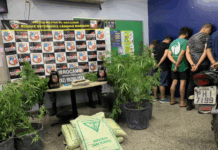 Polícia descobre plantação com 50 pés de maconha em chácara no bairro Tarumã