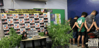 Polícia descobre plantação com 50 pés de maconha em chácara no bairro Tarumã