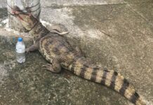 Jacaré é encontrado ferido e amarrado em poste de energia em Manaus