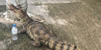 Jacaré é encontrado ferido e amarrado em poste de energia em Manaus