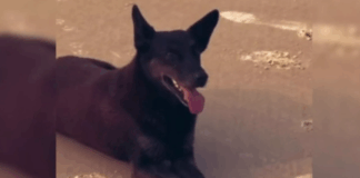 Caso Orelha: adolescente não poderá ser internado