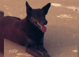 Caso Orelha: adolescente não poderá ser internado