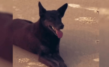 Caso Orelha: adolescente não poderá ser internado