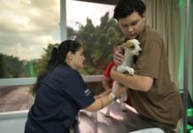 Agendamento para castração gratuita ocorre nesta sexta-feira em Manaus