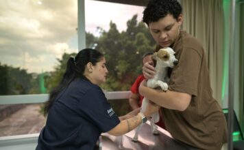 Agendamento para castração gratuita ocorre nesta sexta-feira em Manaus