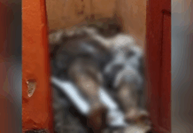 Suspeito de matar e enterrar idoso em banheiro de kitnet é preso em Manaus