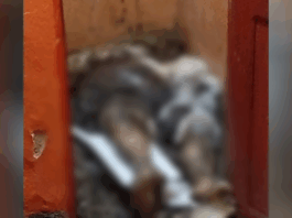 Suspeito de matar e enterrar idoso em banheiro de kitnet é preso em Manaus