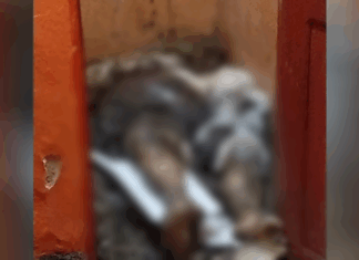 Suspeito de matar e enterrar idoso em banheiro de kitnet é preso em Manaus